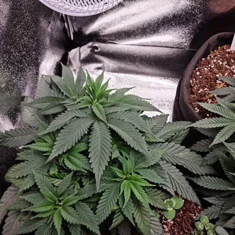 Smol Freeze growlog timeline photo