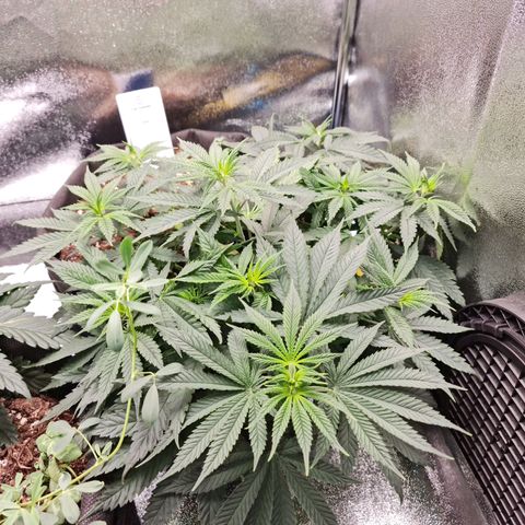 Chungus Medik growlog timeline photo