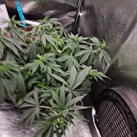 Chungus Medik growlog photo: Underwatered a bit