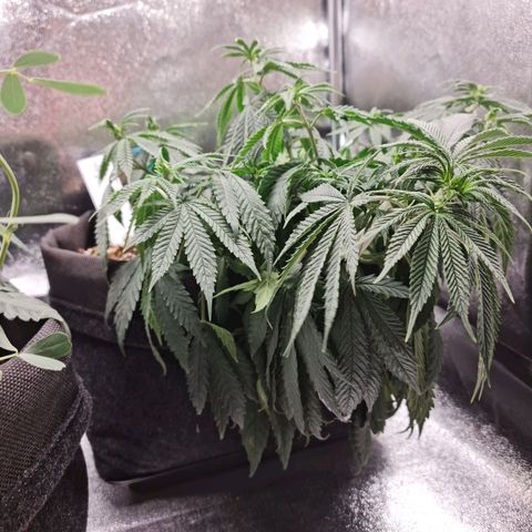 Chungus Medik growlog photo: Underwatered a bit