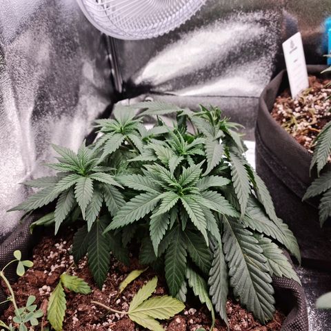 Smol Freeze growlog timeline photo