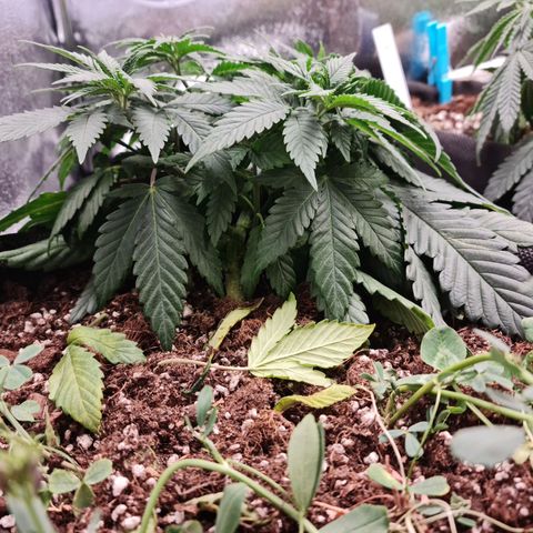 Smol Freeze growlog timeline photo