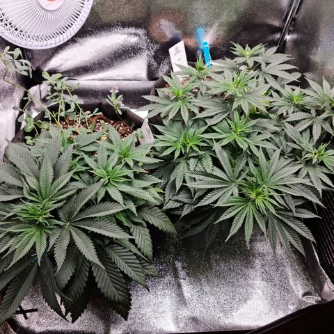 Chungus Medik growlog timeline photo