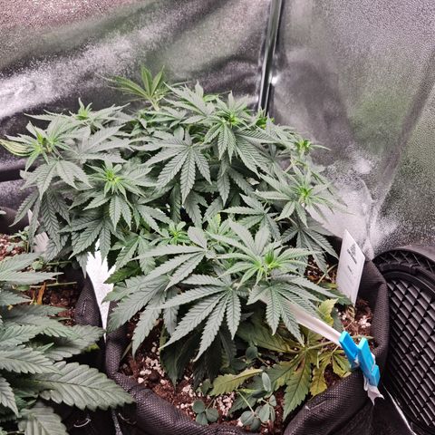 Chungus Medik growlog timeline photo