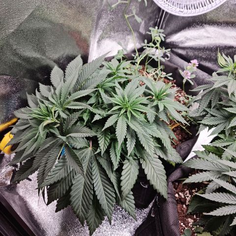 Smol Freeze growlog timeline photo