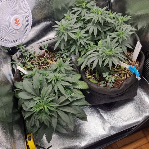 Chungus Medik growlog photo: After water