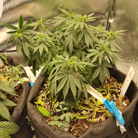 Chungus Medik growlog photo: Before water