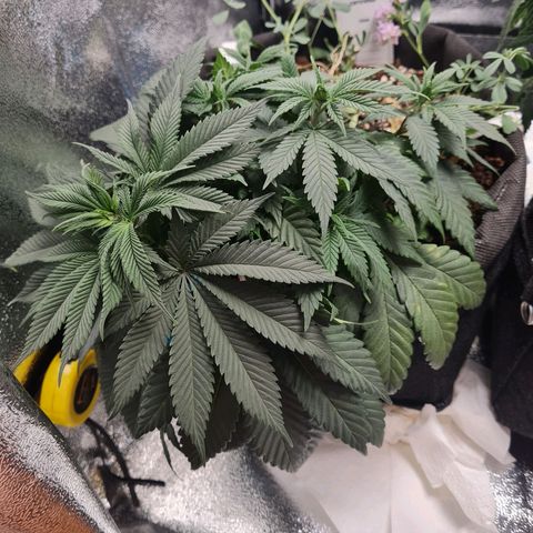 Smol Freeze growlog photo: Before water