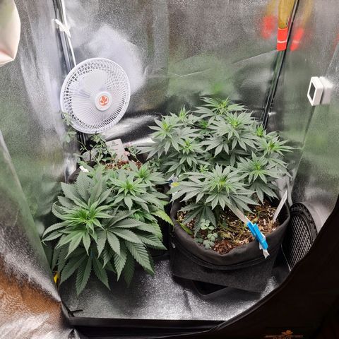 Chungus Medik growlog timeline photo