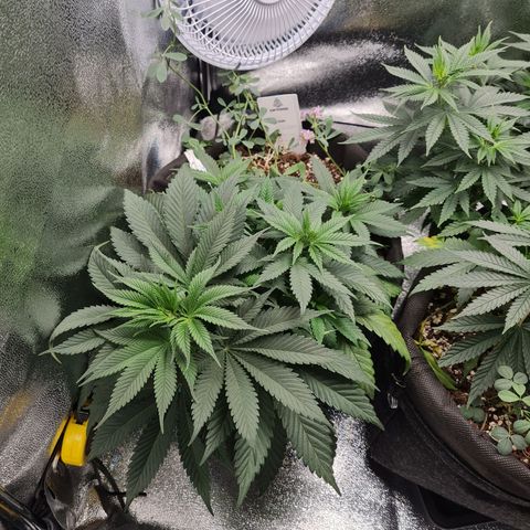 Smol Freeze growlog timeline photo