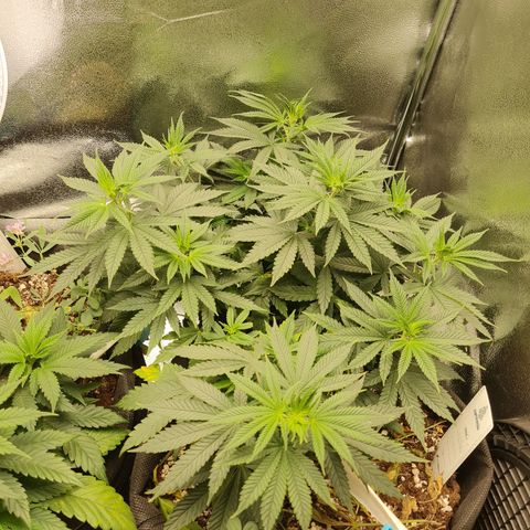 Chungus Medik growlog timeline photo