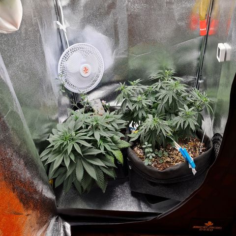Chungus Medik growlog timeline photo