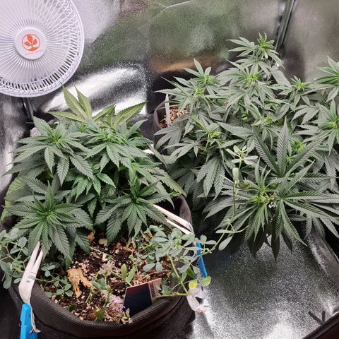 Chungus Medik growlog timeline photo