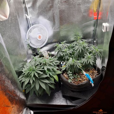 Chungus Medik growlog timeline photo