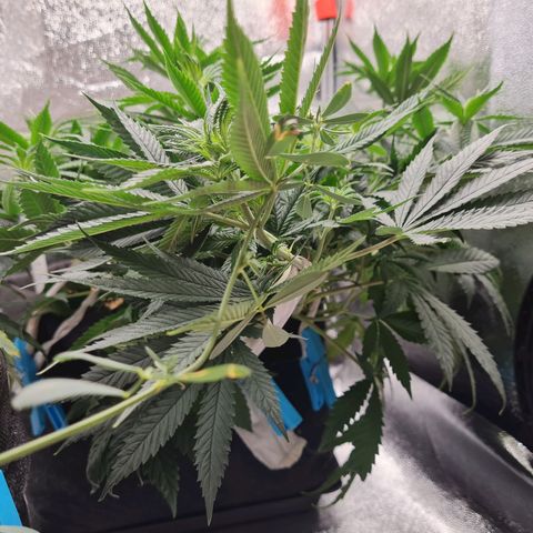 Chungus Medik growlog timeline photo