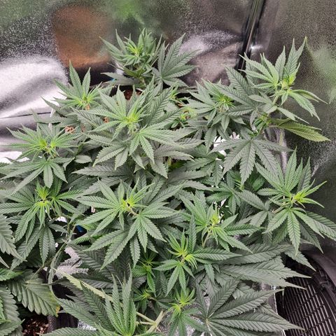 Chungus Medik growlog timeline photo