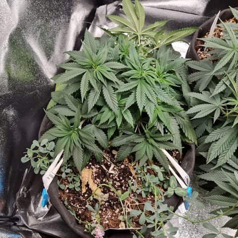 Smol Freeze growlog timeline photo