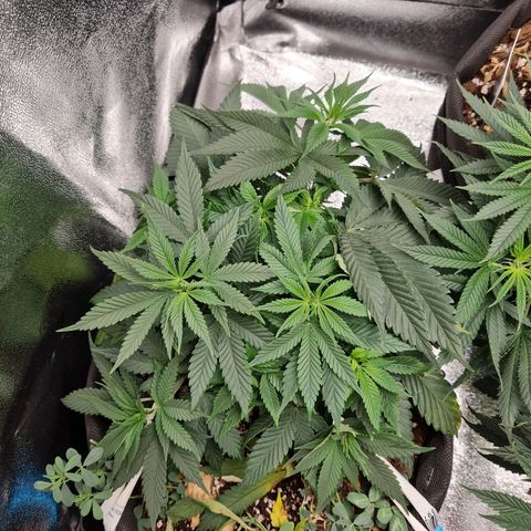 Smol Freeze growlog timeline photo