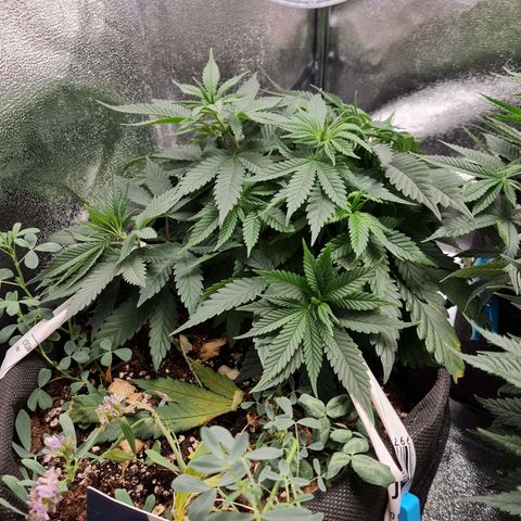 Smol Freeze growlog timeline photo