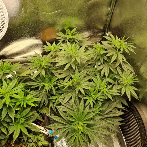 Chungus Medik growlog timeline photo