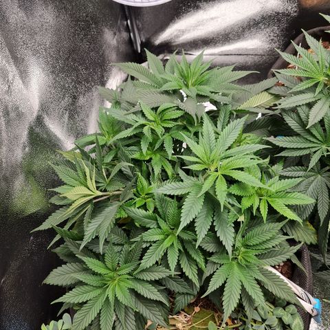 Smol Freeze growlog timeline photo