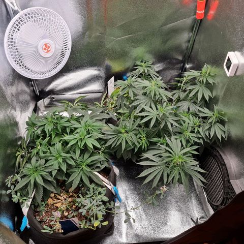 Chungus Medik growlog timeline photo