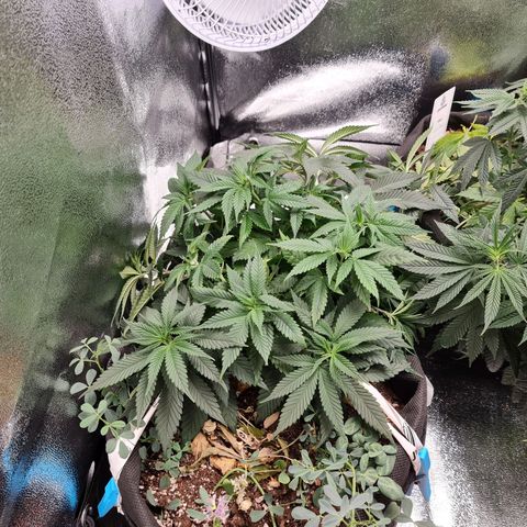Smol Freeze growlog timeline photo