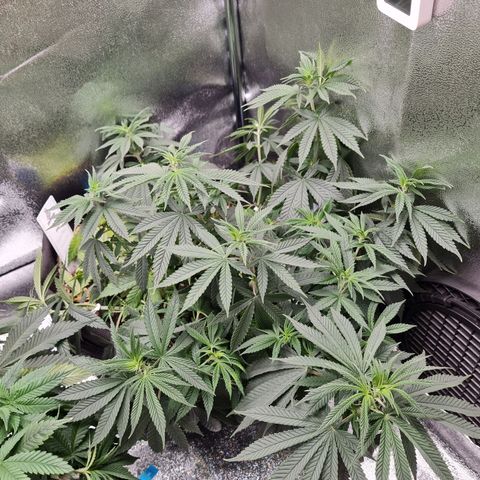 Chungus Medik growlog timeline photo