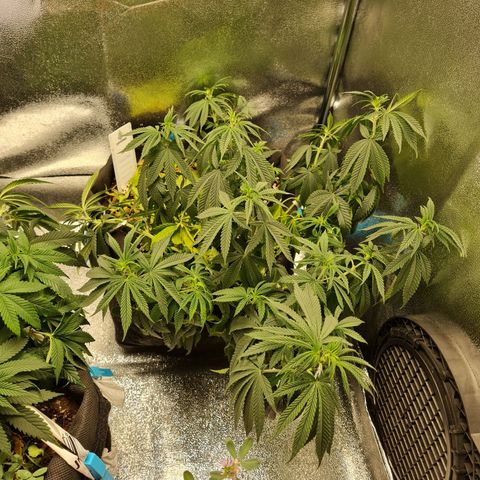 Chungus Medik growlog timeline photo