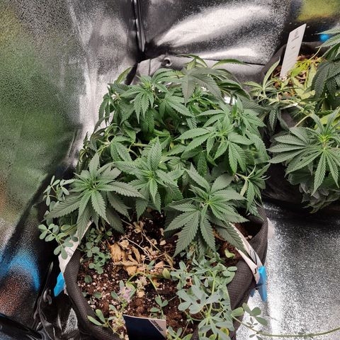 Smol Freeze growlog timeline photo
