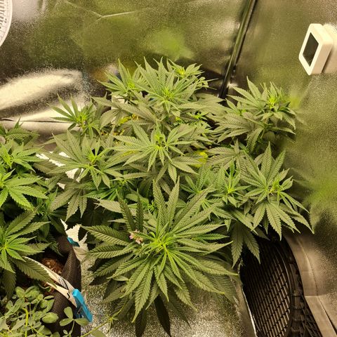 Chungus Medik growlog photo: After water