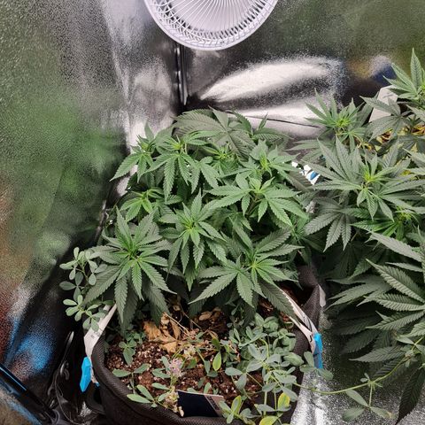 Smol Freeze growlog photo: After water