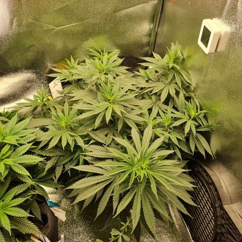 Chungus Medik growlog timeline photo