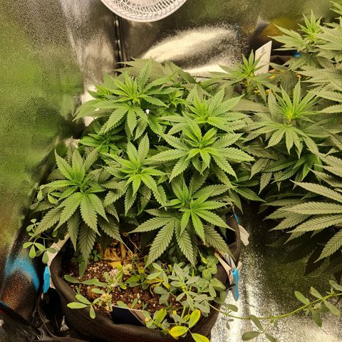 Smol Freeze growlog timeline photo