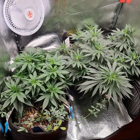 Chungus Medik growlog timeline photo