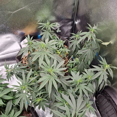Chungus Medik growlog photo: Before water