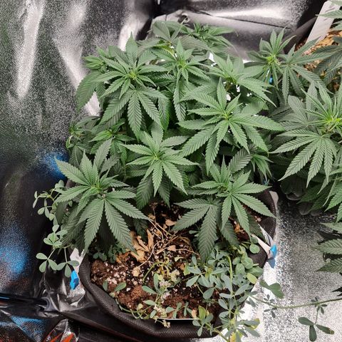 Smol Freeze growlog photo: Just after water
