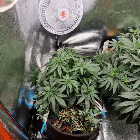 Smol Freeze growlog photo: After water and some minutes