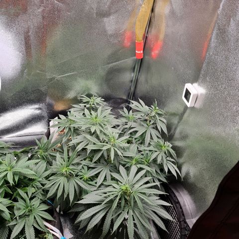 Chungus Medik growlog photo: A bit after water