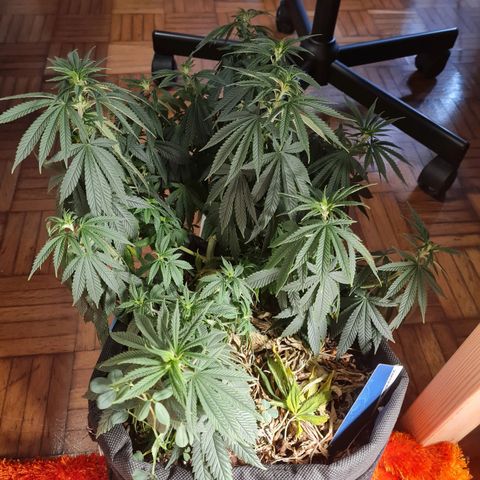 Chungus Medik growlog photo: Pre water