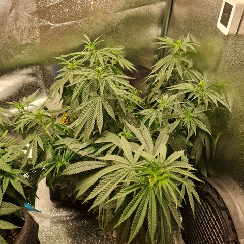 Chungus Medik growlog photo: Pre water