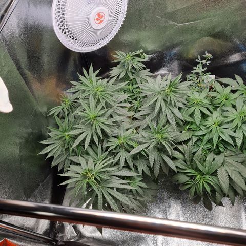 Chungus Medik growlog photo: Bit after water