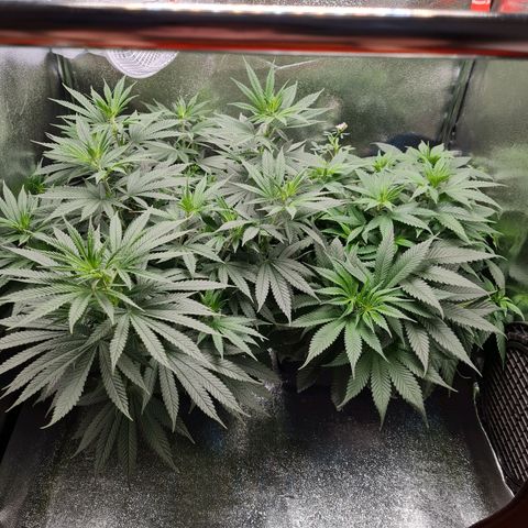 Chungus Medik growlog timeline photo