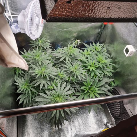 Chungus Medik growlog timeline photo