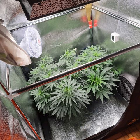 Chungus Medik growlog timeline photo