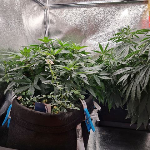 Chungus Medik growlog timeline photo