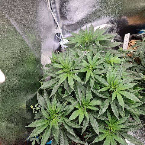Smol Freeze growlog timeline photo