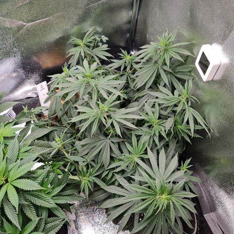 Chungus Medik growlog photo: Before water