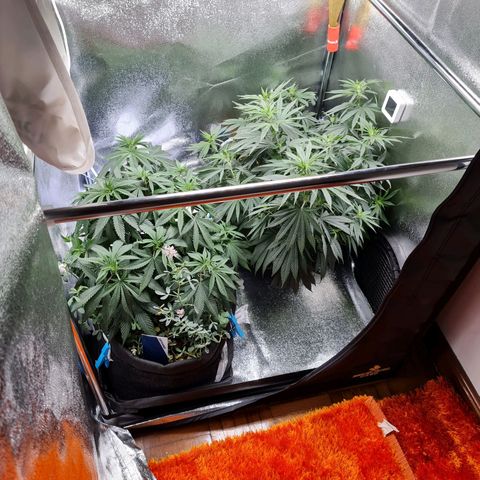 Chungus Medik growlog timeline photo