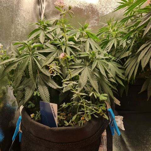 Chungus Medik growlog timeline photo